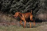 VIZSLA poil court 052